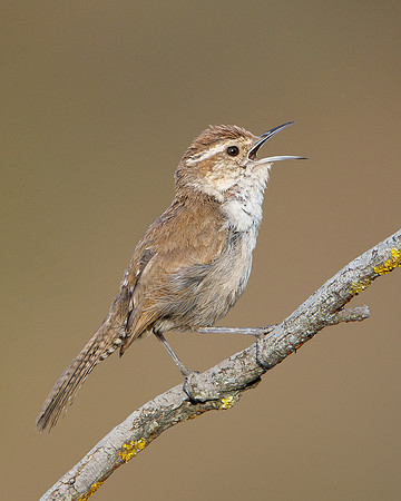 Bewick's Wren