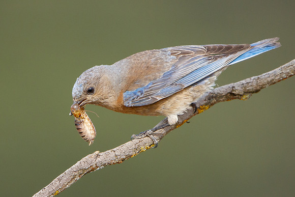 Western Bluebird, female with prey