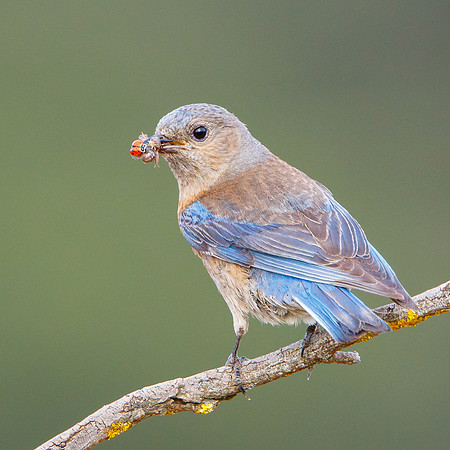 Western Bluebird, female with prey