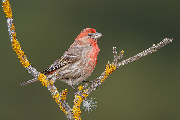 House Finch