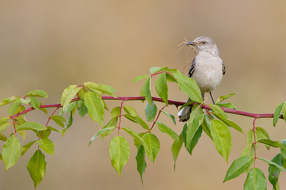 Northern Mockingbird, with nest material