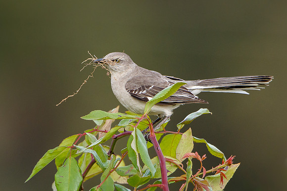 Northern Mockingbird, with nest material