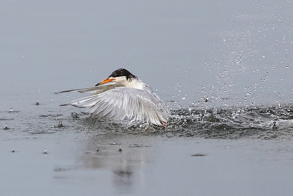 Forster's Tern