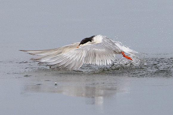 Forster's Tern