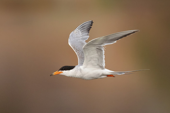 Forster's Tern
