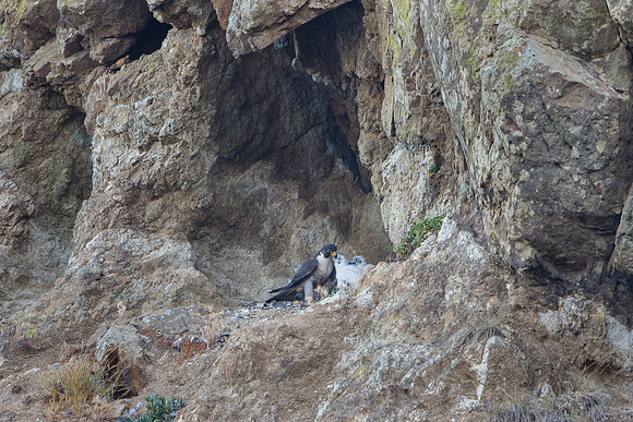 Peregrin Falcons, parent feeding chicks at nest