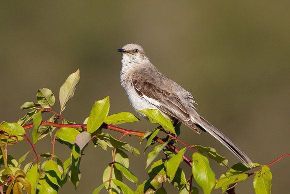 Northern Mockingbird