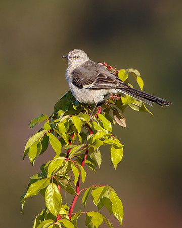 Northern Mockingbird