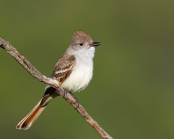 Ash-throated Flycatcher