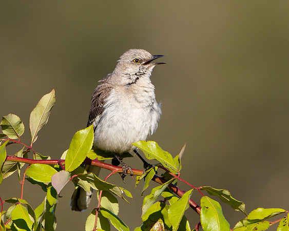 Northern Mockingbird
