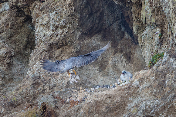 Peregrin Falcons, parent delivering food to nest