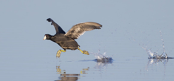 American Coot