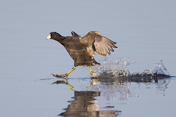 American Coot
