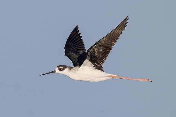 Black-necked Stilt