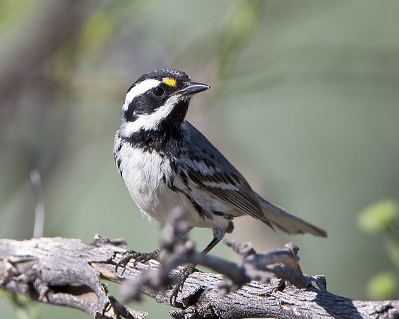 Black-throated Gray Warbler