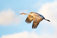 Sandhill Crane