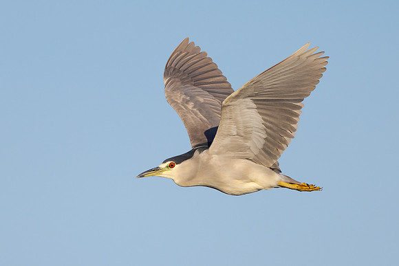 Black-crowned Night Heron