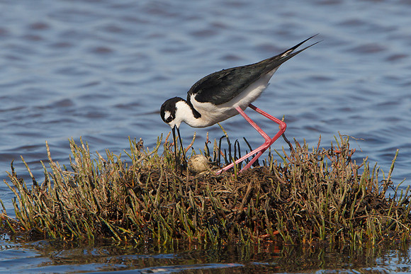 Black-necked Stilt, turning eggs in nest