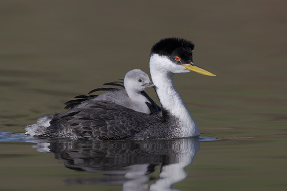 Western Grebes