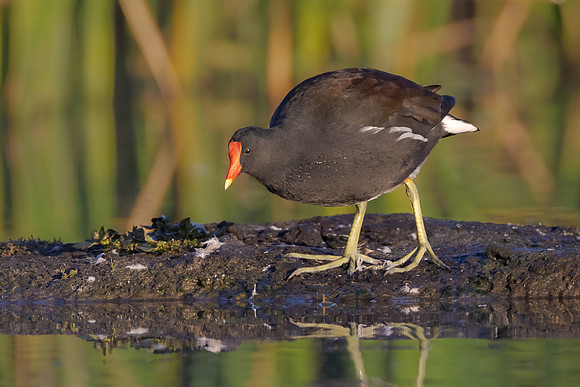 Common Gallinule