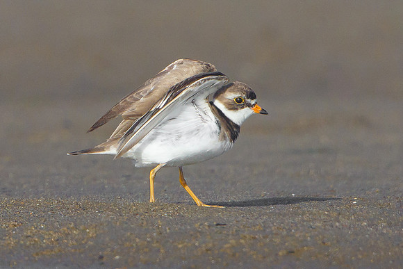 Semi-palmated Plover