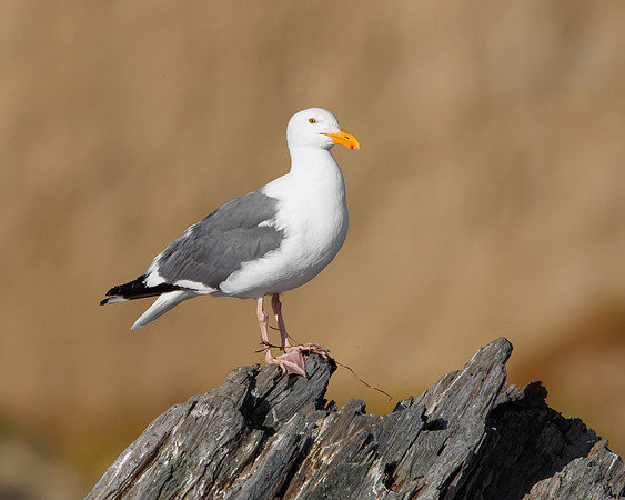 Western Gull