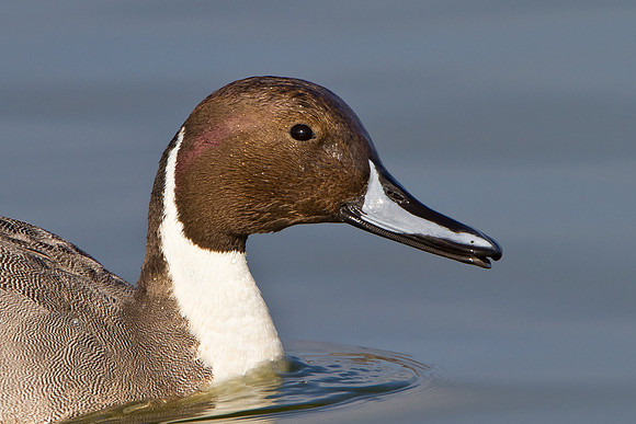 Pintail
