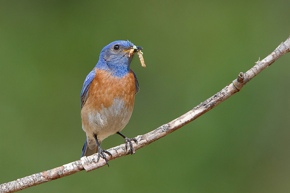 Western Bluebird