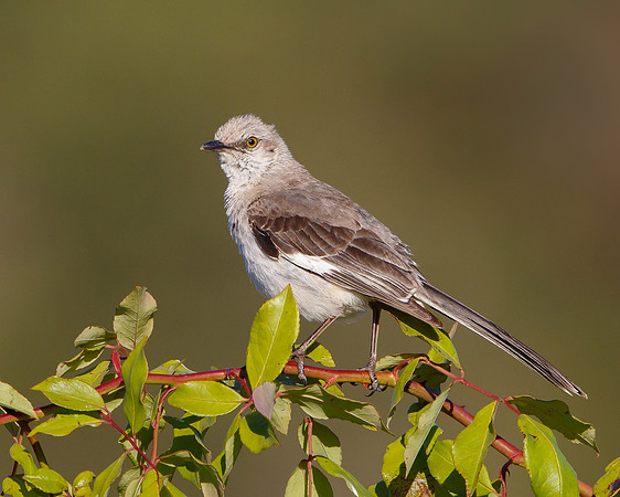 Northern Mockingbird