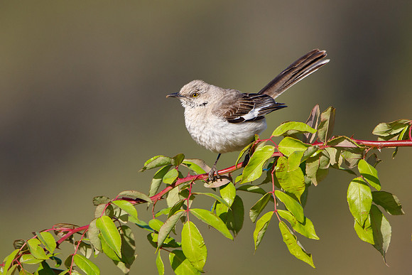 Northern Mockingbird