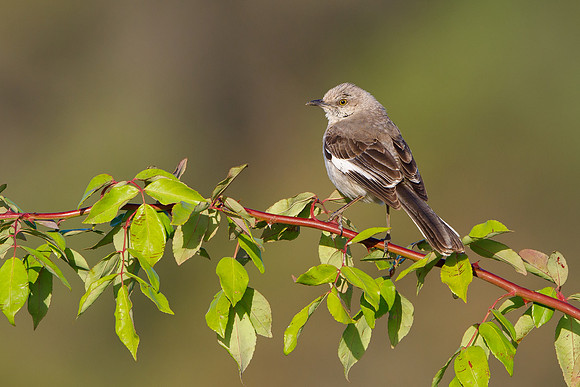 Northern Mockingbird