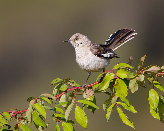 Northern Mockingbird
