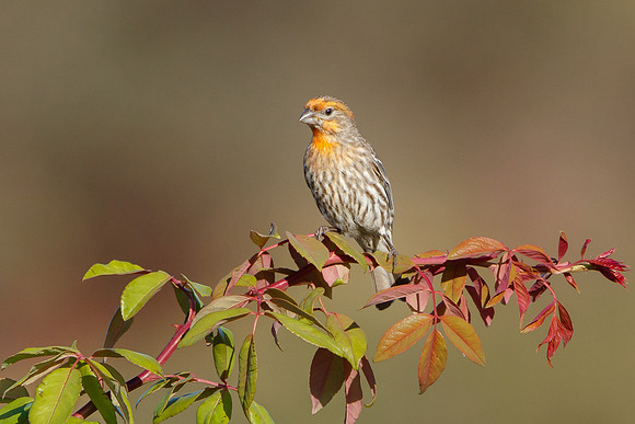 House Finch