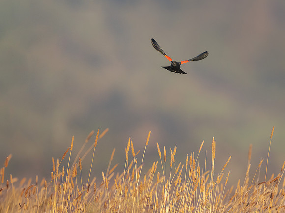 Red-winged Blackbird