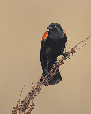 Red-winged Blackbird