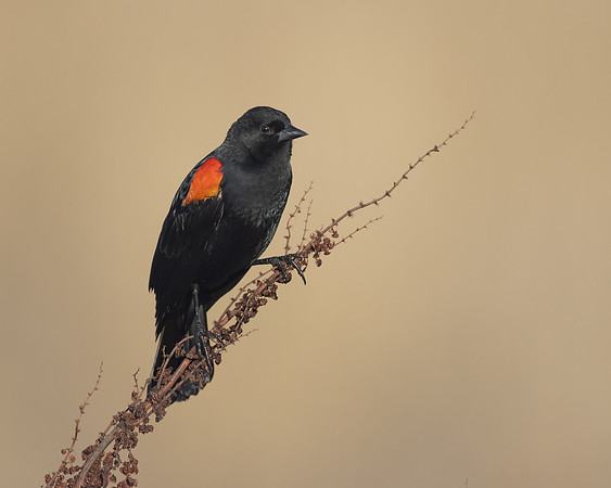 Red-winged Blackbird