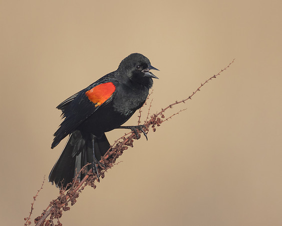 Red-winged Blackbird