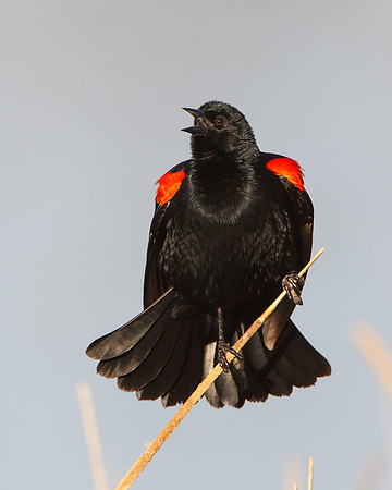 Red-winged Blackbird