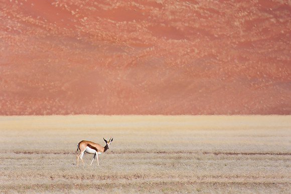 Springbok