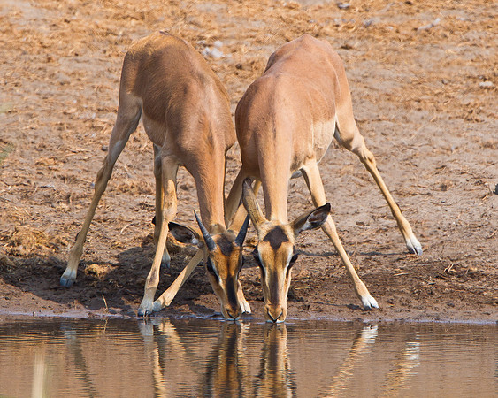 Black-faced Impalas