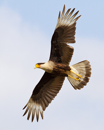 Crested Caracara in flight