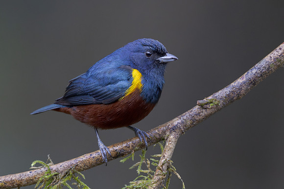 Chestnut-bellied Euphonia