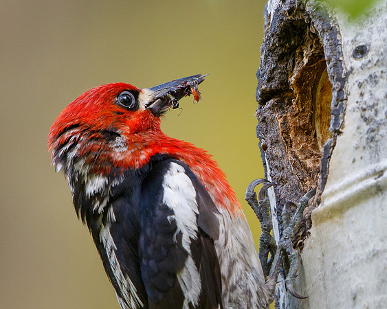 Red-breasted Sapsucker