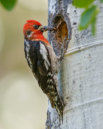 Red-breasted Sapsucker
