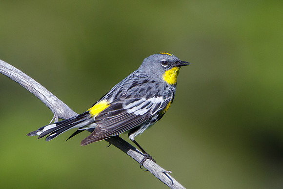 Yellow-rumped Warbler