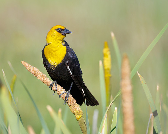 Yellow-headed Blackbird