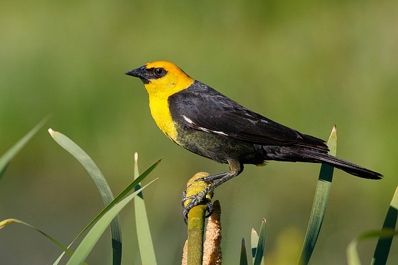 Yellow-headed Blackbird