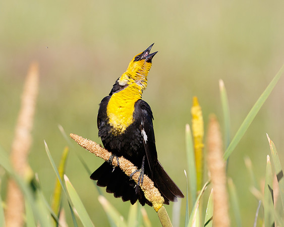 Yellow-headed Blackbird, male singing