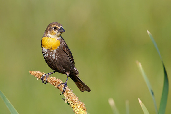 Yellow-headed Blackbird, female