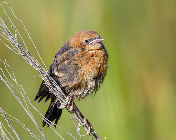 Yellow-headed Blackbird, fledgling